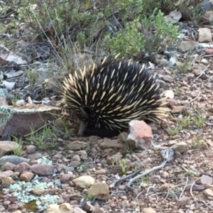 Tachyglossus aculeatus at Crace, ACT - 26 Sep 2015