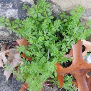 Galium aparine at Fadden, ACT - 21 May 2016