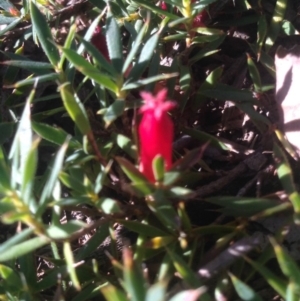 Styphelia humifusum at Nicholls, ACT - 15 May 2016