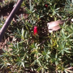 Styphelia humifusum at Nicholls, ACT - 15 May 2016