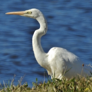 Ardea alba at Coombs, ACT - 21 May 2016