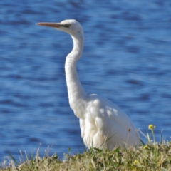 Ardea alba at Coombs, ACT - 21 May 2016