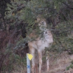 Dama dama (Fallow Deer) at Gigerline Nature Reserve - 6 Aug 2014 by MichaelBedingfield