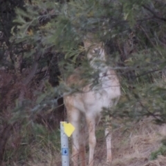 Dama dama (Fallow Deer) at Tennent, ACT - 6 Aug 2014 by MichaelBedingfield