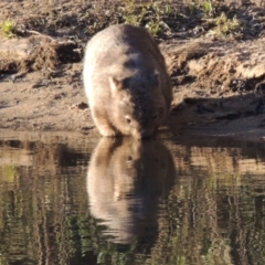 Vombatus ursinus (Bare-nosed Wombat) at Paddys River, ACT - 6 Aug 2014 by MichaelBedingfield