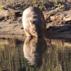 Vombatus ursinus (Common wombat, Bare-nosed Wombat) at Paddys River, ACT - 6 Aug 2014 by michaelb