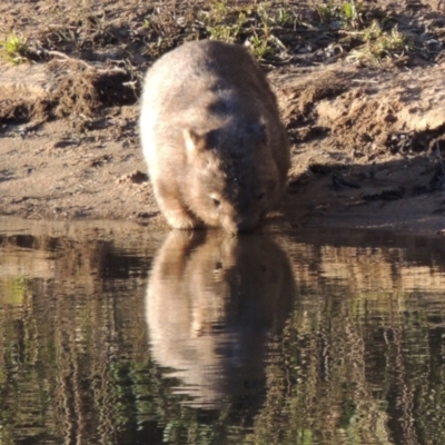 Vombatus ursinus (Common wombat, Bare-nosed Wombat) at Paddys River, ACT - 6 Aug 2014 by michaelb