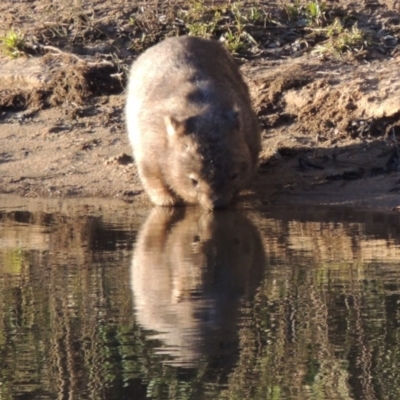 Vombatus ursinus (Bare-nosed Wombat) at Paddys River, ACT - 6 Aug 2014 by MichaelBedingfield
