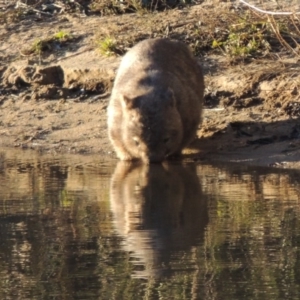 Vombatus ursinus at Paddys River, ACT - 6 Aug 2014 06:07 PM