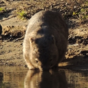 Vombatus ursinus at Paddys River, ACT - 6 Aug 2014 06:07 PM