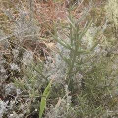 Discaria pubescens (Australian Anchor Plant) at Kosciuszko National Park - 19 May 2016 by MichaelMulvaney