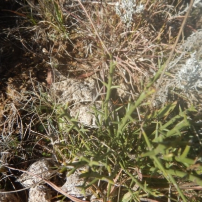 Discaria pubescens (Australian Anchor Plant) at Kosciuszko National Park - 20 May 2016 by MichaelMulvaney