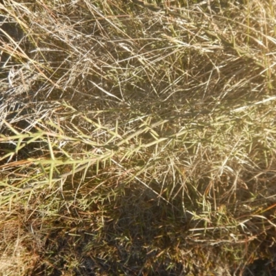 Discaria pubescens (Australian Anchor Plant) at Kosciuszko National Park - 20 May 2016 by MichaelMulvaney