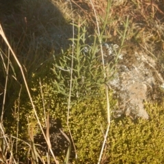 Discaria pubescens (Australian Anchor Plant) at Kosciuszko National Park - 20 May 2016 by MichaelMulvaney