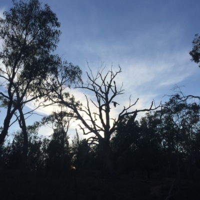 Zanda funerea (Yellow-tailed Black-Cockatoo) at Mount Majura - 23 May 2016 by AaronClausen