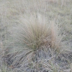 Poa labillardierei (Common Tussock Grass, River Tussock Grass) at Yarramundi Grassland
 - 16 May 2016 by MichaelBedingfield