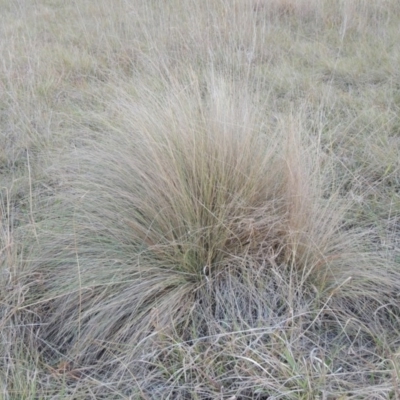 Poa labillardierei (Common Tussock Grass, River Tussock Grass) at Canberra Central, ACT - 16 May 2016 by michaelb