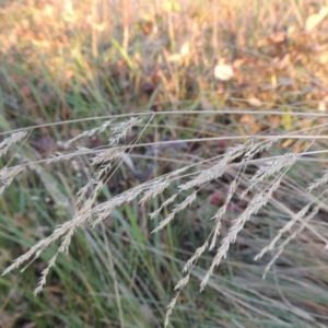 Poa labillardierei at Canberra Central, ACT - 16 May 2016 06:09 PM