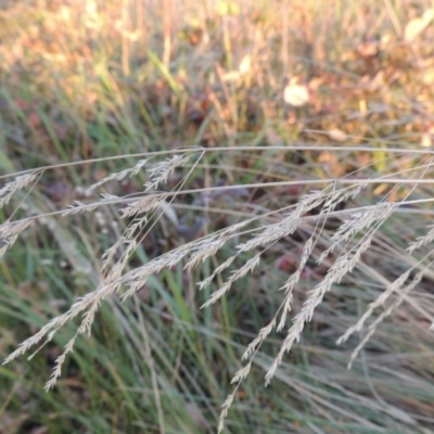 Poa labillardierei (Common Tussock Grass, River Tussock Grass) at Lake Burley Griffin West - 16 May 2016 by MichaelBedingfield