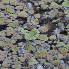 Azolla pinnata (Ferny Azolla) at Canberra Central, ACT - 16 May 2016 by MichaelBedingfield