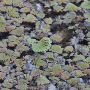 Azolla pinnata at Canberra Central, ACT - 16 May 2016 05:19 PM