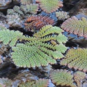 Azolla pinnata at Canberra Central, ACT - 16 May 2016