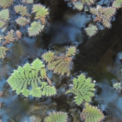 Azolla pinnata at Canberra Central, ACT - 16 May 2016