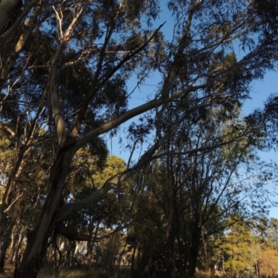 Eucalyptus viminalis (Ribbon Gum) at Canberra Central, ACT - 16 May 2016 by MichaelBedingfield