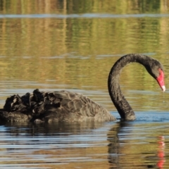 Cygnus atratus (Black Swan) at Canberra Central, ACT - 16 May 2016 by MichaelBedingfield