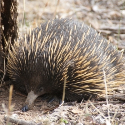 Tachyglossus aculeatus (Short-beaked Echidna) at Red Hill, ACT - 19 Apr 2016 by roymcd