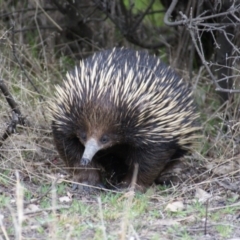 Tachyglossus aculeatus (Short-beaked Echidna) at O'Malley, ACT - 23 Aug 2015 by roymcd