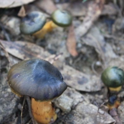 Dermocybe austroveneta (Green Skinhead) at Paddys River, ACT - 24 May 2016 by NickWilson