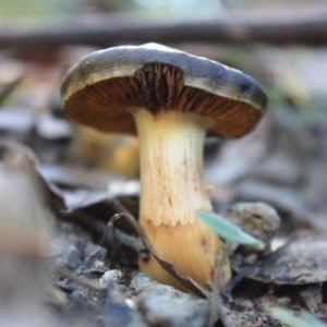 Cortinarius austrovenetus at Paddys River, ACT - 24 May 2016