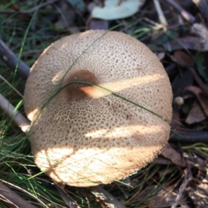 Macrolepiota sp. at Paddys River, ACT - 24 May 2016