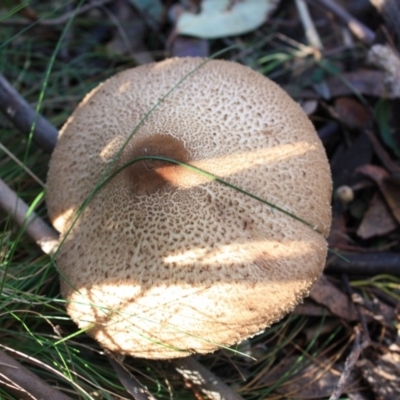 Macrolepiota sp. at Gibraltar Pines - 24 May 2016 by NickWilson