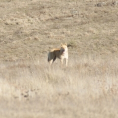 Canis lupus (Dingo / Wild Dog) at Rendezvous Creek, ACT - 22 Aug 2015 by roymcd