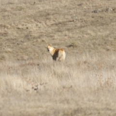 Canis lupus at Rendezvous Creek, ACT - 22 Aug 2015