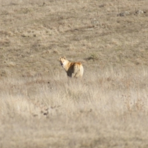 Canis lupus at Rendezvous Creek, ACT - 22 Aug 2015