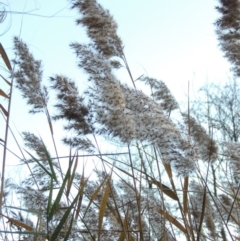 Phragmites australis (Common Reed) at Canberra Central, ACT - 16 May 2016 by MichaelBedingfield