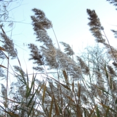 Phragmites australis at Canberra Central, ACT - 16 May 2016