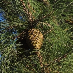 Pinus radiata (Monterey or Radiata Pine) at Canberra Central, ACT - 16 May 2016 by MichaelBedingfield