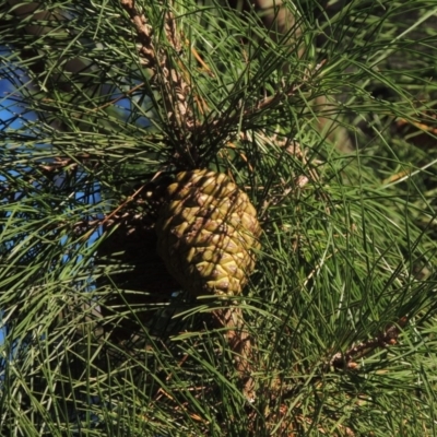 Pinus radiata (Monterey or Radiata Pine) at Canberra Central, ACT - 16 May 2016 by michaelb