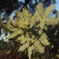 Acacia baileyana (Cootamundra Wattle, Golden Mimosa) at Lake Burley Griffin West - 16 May 2016 by MichaelBedingfield