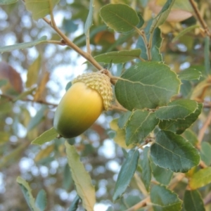 Quercus suber at Canberra Central, ACT - 16 May 2016