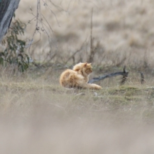 Felis catus at Rendezvous Creek, ACT - 30 Aug 2015 05:38 PM