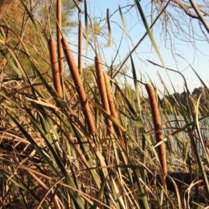 Typha domingensis at Canberra Central, ACT - 16 May 2016 05:50 PM