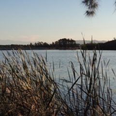 Typha domingensis at Canberra Central, ACT - 16 May 2016 05:50 PM