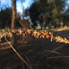 Carex appressa (Tall Sedge) at Canberra Central, ACT - 16 May 2016 by michaelb