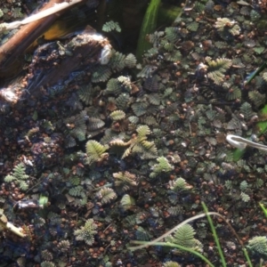 Azolla pinnata at Canberra Central, ACT - 16 May 2016