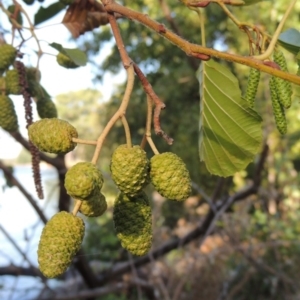 Alnus glutinosa at Yarralumla, ACT - 9 Mar 2016